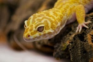Leopard gecko for sale