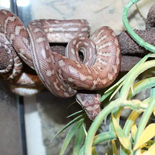 Bredls Python