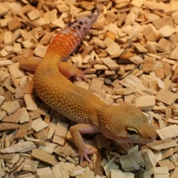 High Yellow Leopard gecko