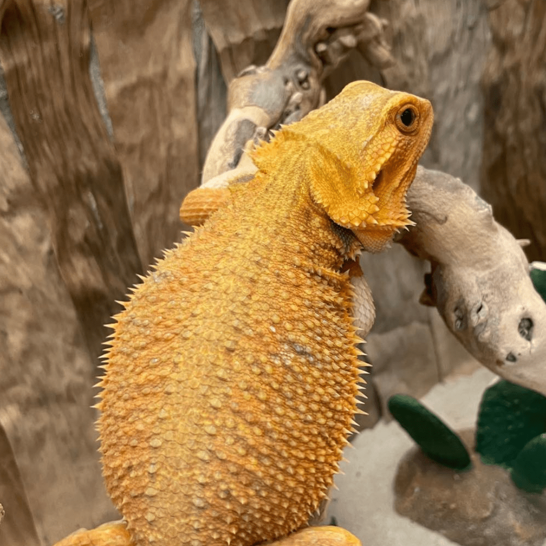 Translucent Bearded Dragon