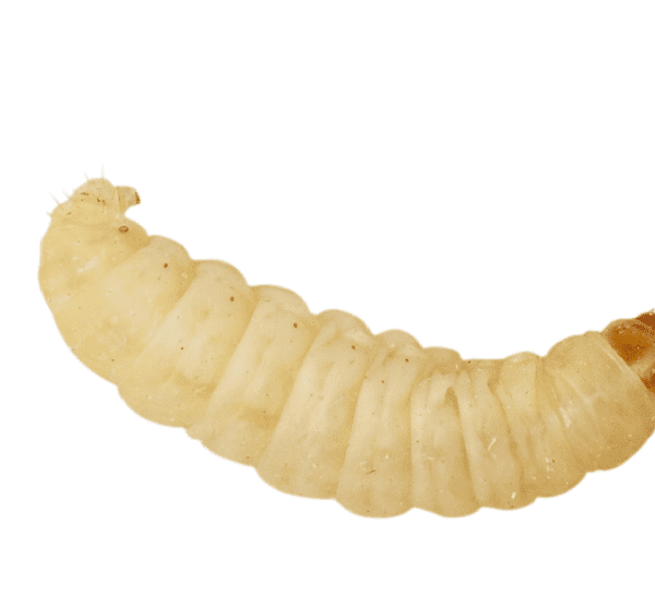 Wax Worms