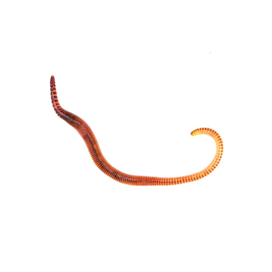 Small Dendrobaena worms