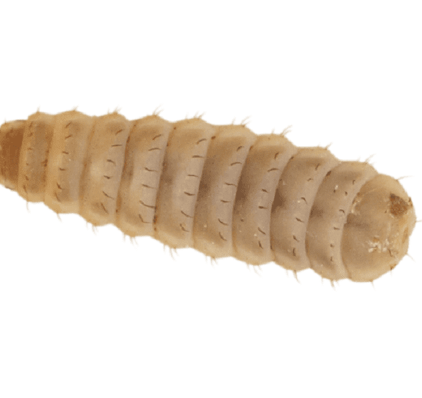 Large Calci Worms Subscription 8-12mm