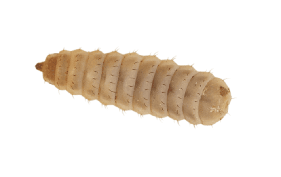 Large Calci Worms 8-12mm