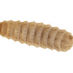 Calci Worms