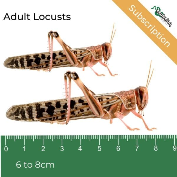 Locust Subscription - Adult 60-80mm