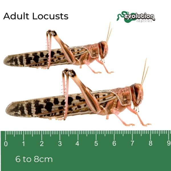 Adult Locusts 60-80mm