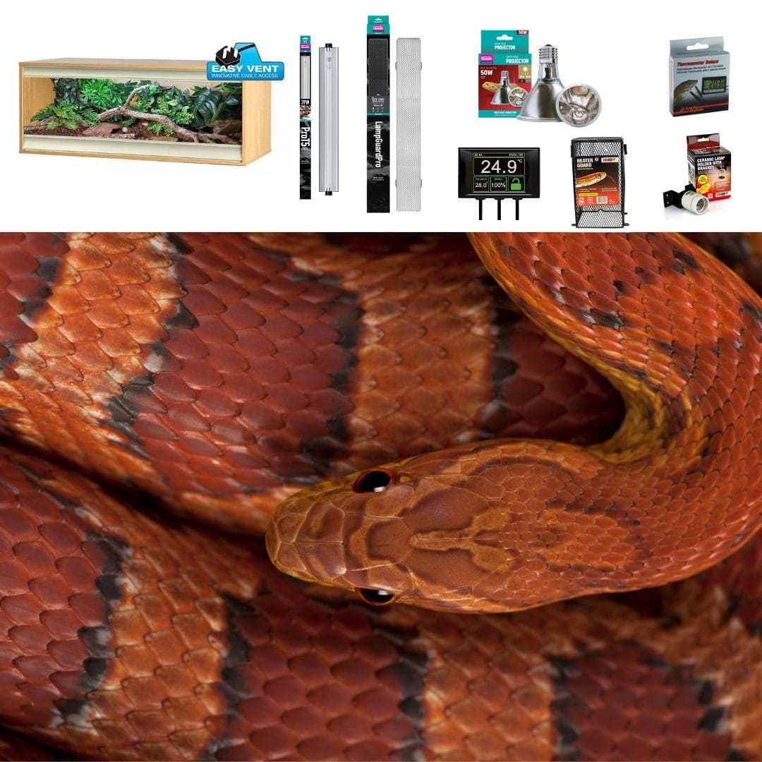 Corn Snake Vivarium Set up - Large - Silver Standard