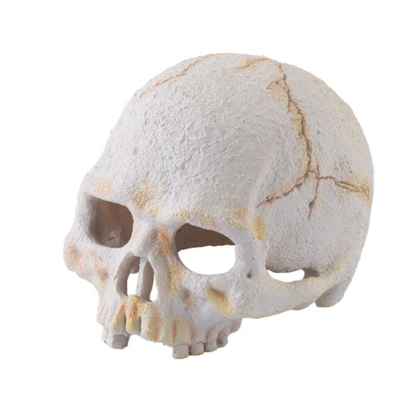 Exo Terra Primate Skull Small