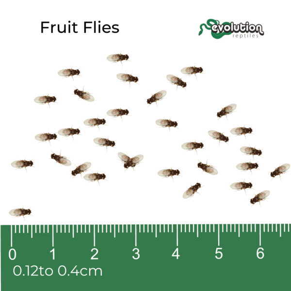 Fruit Flies (Drosophila)