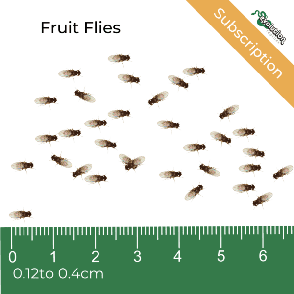 Fruit Flies (Drosophila) - Subscription