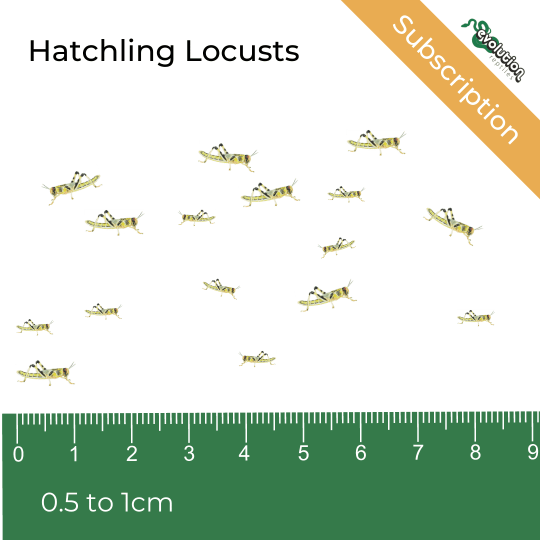 Locust Subscription - Hatchling 5-10mm