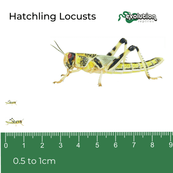 Hatchling Locusts 5-10mm