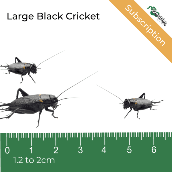 Large Black Crickets Subscription 12-20mm