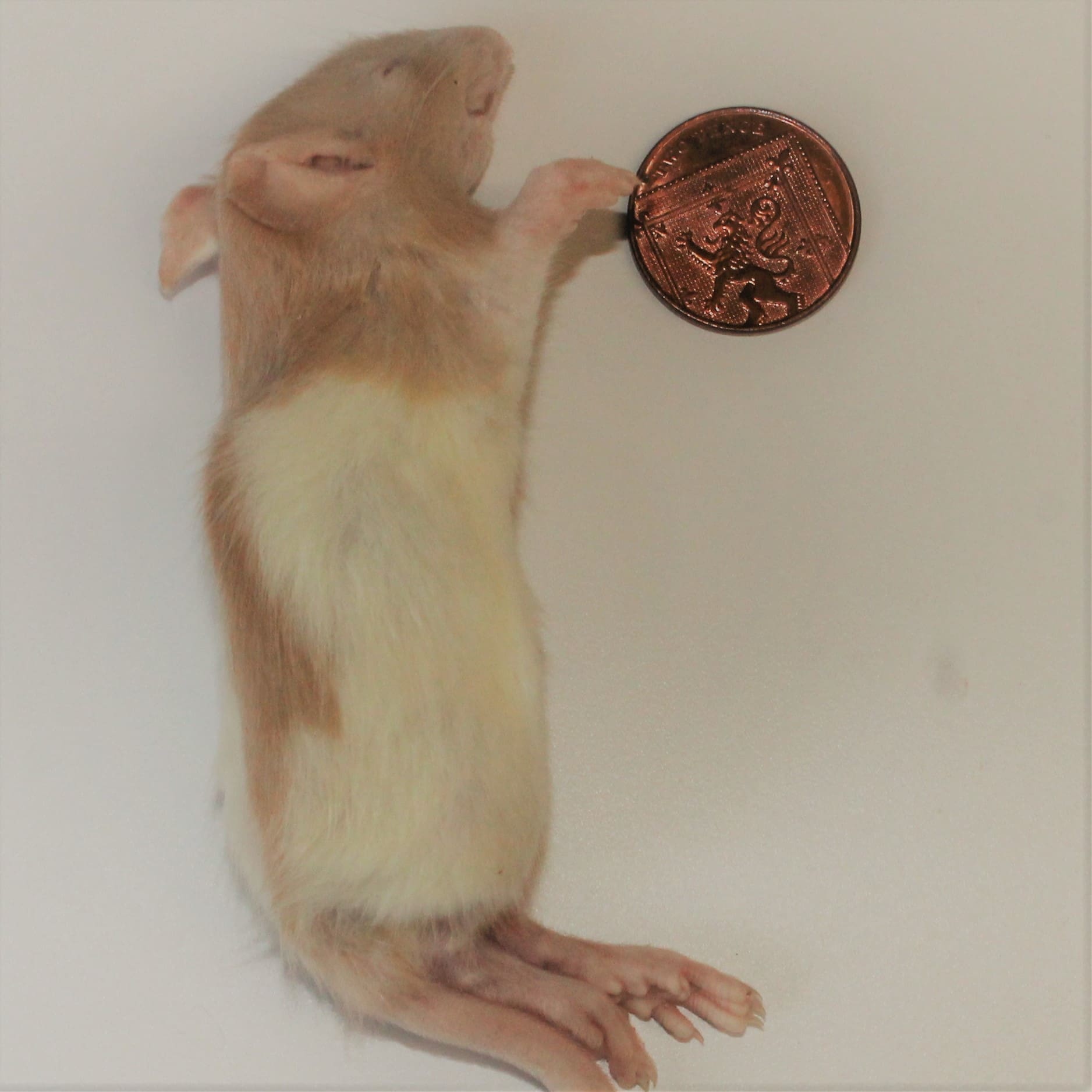 PLT Frozen Rats - Large Weaners 70g+ - Pack Of 10 - Image 2