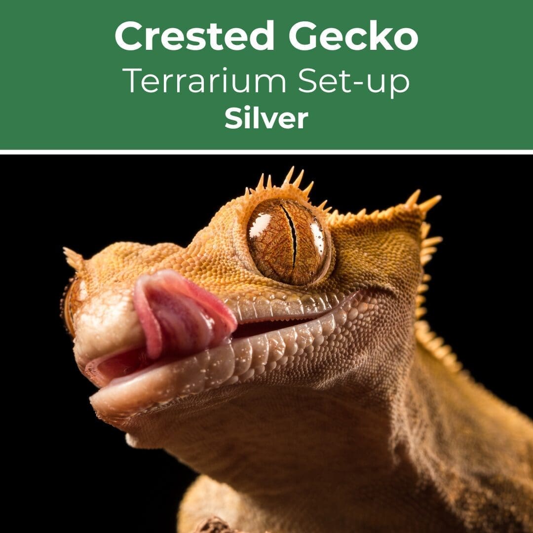crested gecko set up
