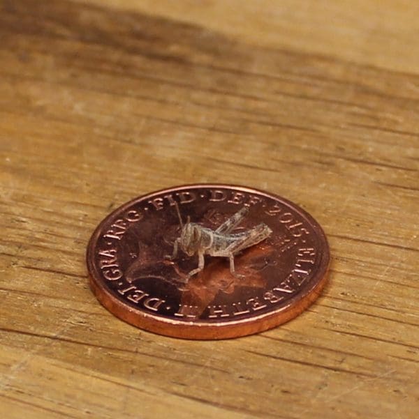 Locust Subscription - Hatchling 5-10mm - Image 2