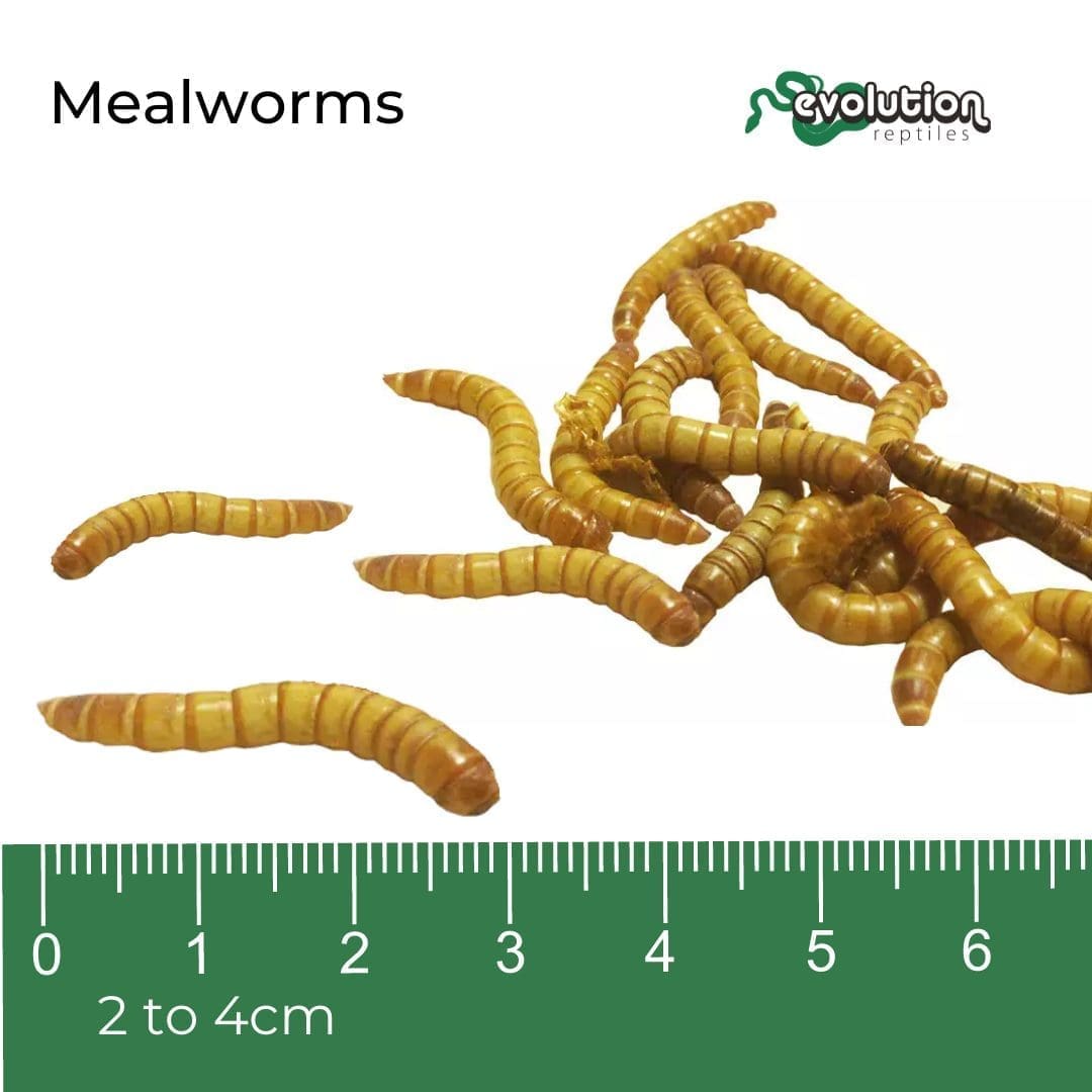 Mealworms