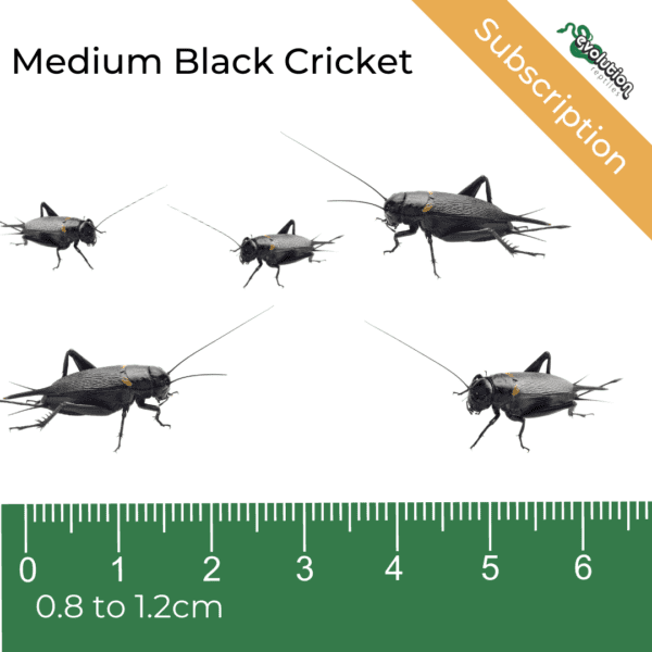 Medium Black Crickets Subscription 8-12mm