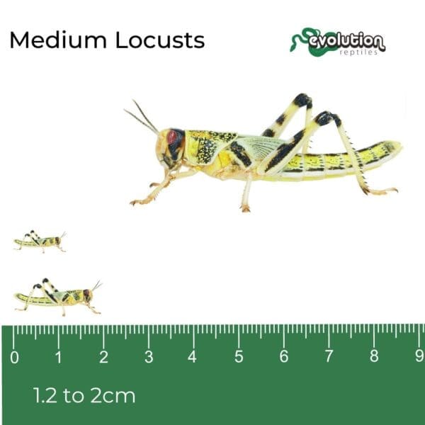 Medium Locusts 12-20mm