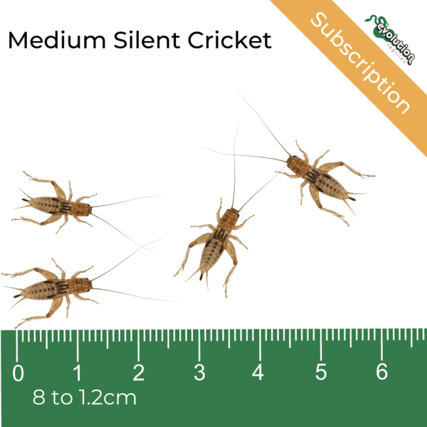 Medium Silent cricket+ ruler as a size guide