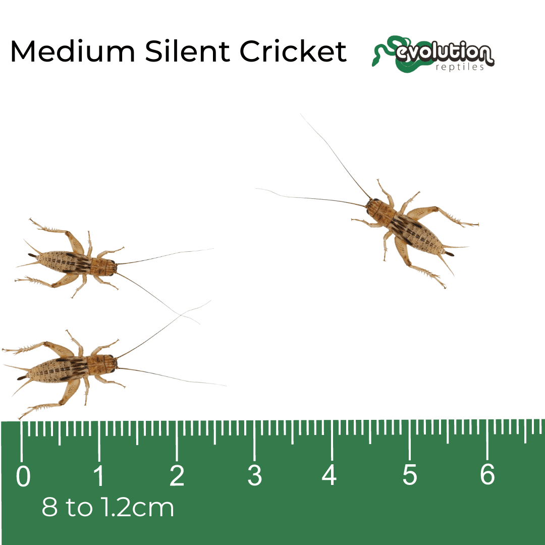 Medium Silent Crickets 8-12mm