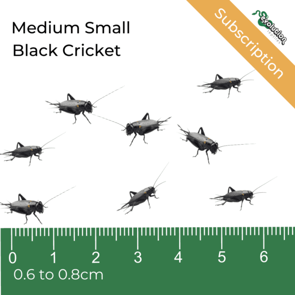 Medium Small Black Crickets Subscription 6-8mm
