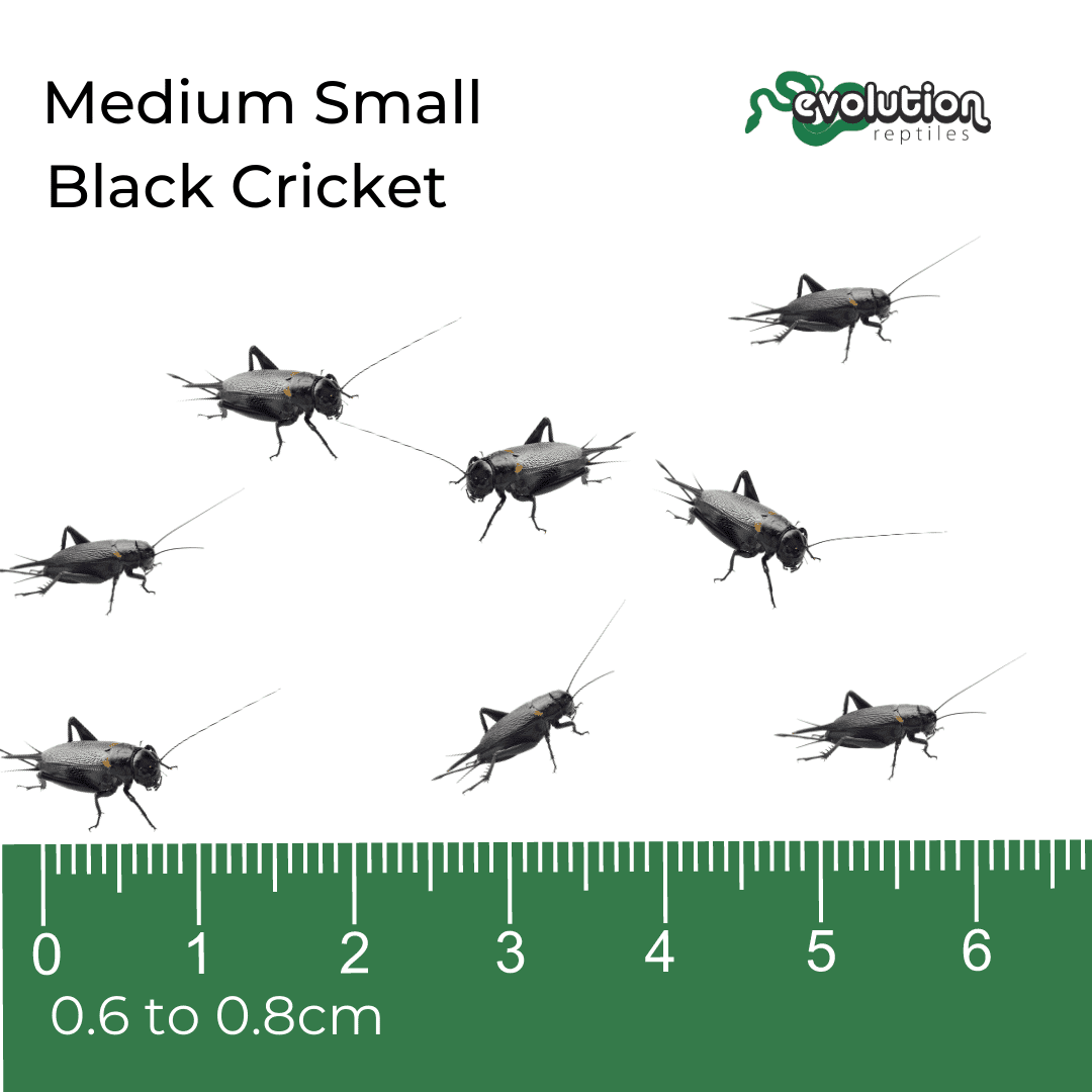 Medium Small Black Crickets - 5-8mm