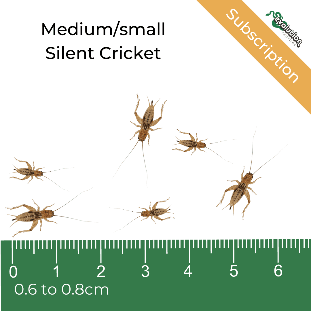 Medium Small Silent Crickets Subscription 6-8mm