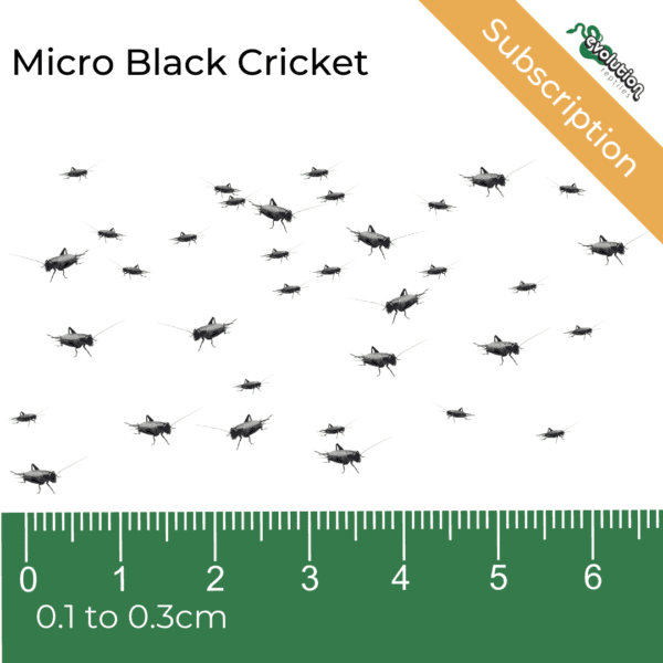 Micro Black Crickets Subscription 1-3mm