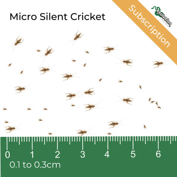 Micro Silent Crickets Subscription 1-3mm