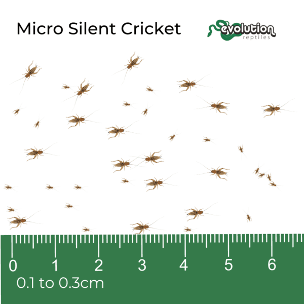 Micro Silent Crickets 1-3mm
