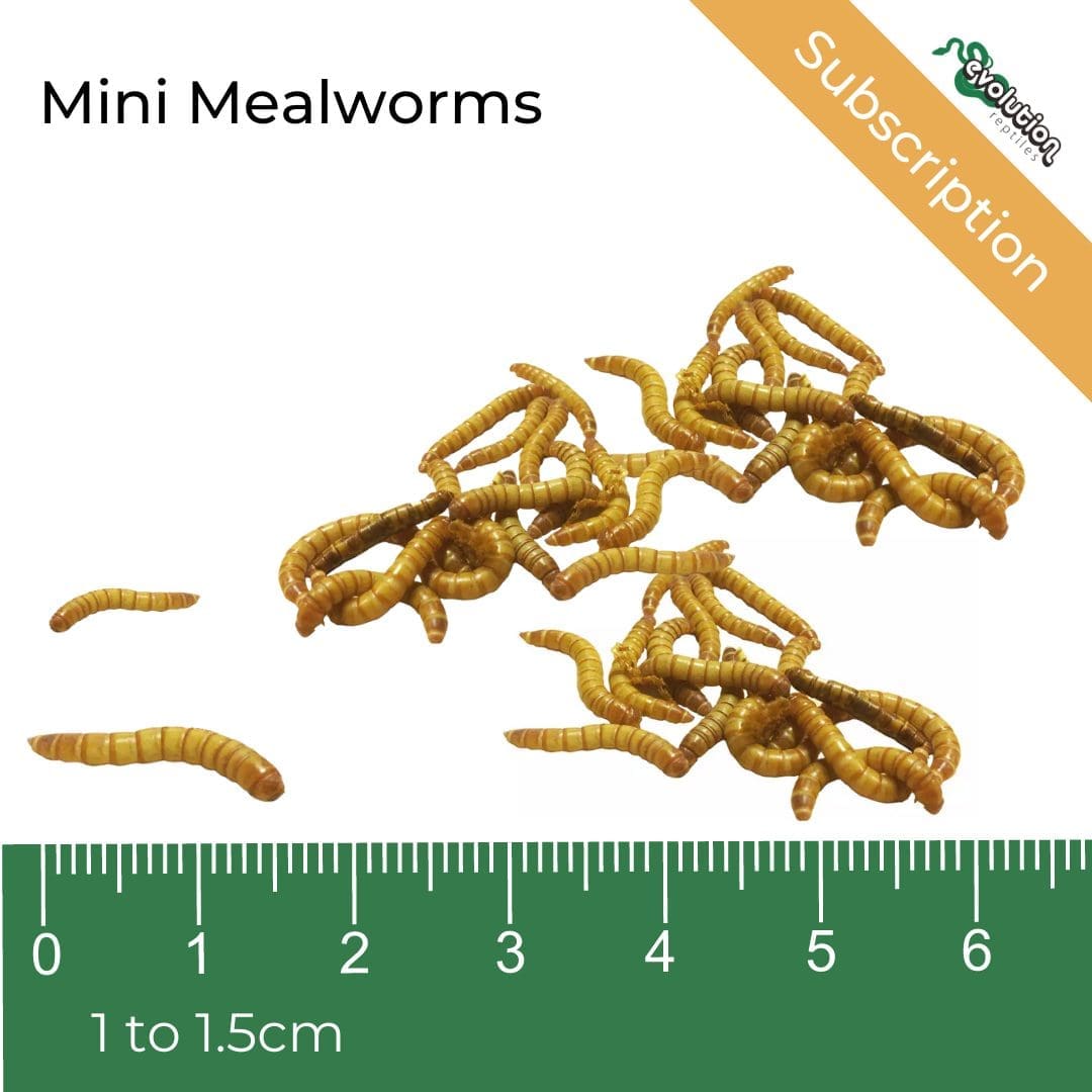 Mini Mealworms - Subscription
