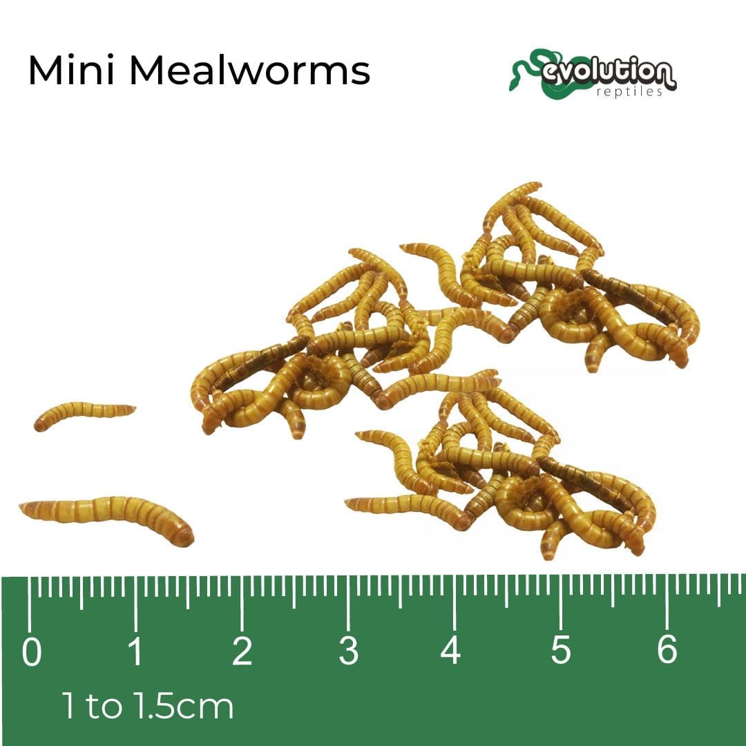 Mini Mealworm