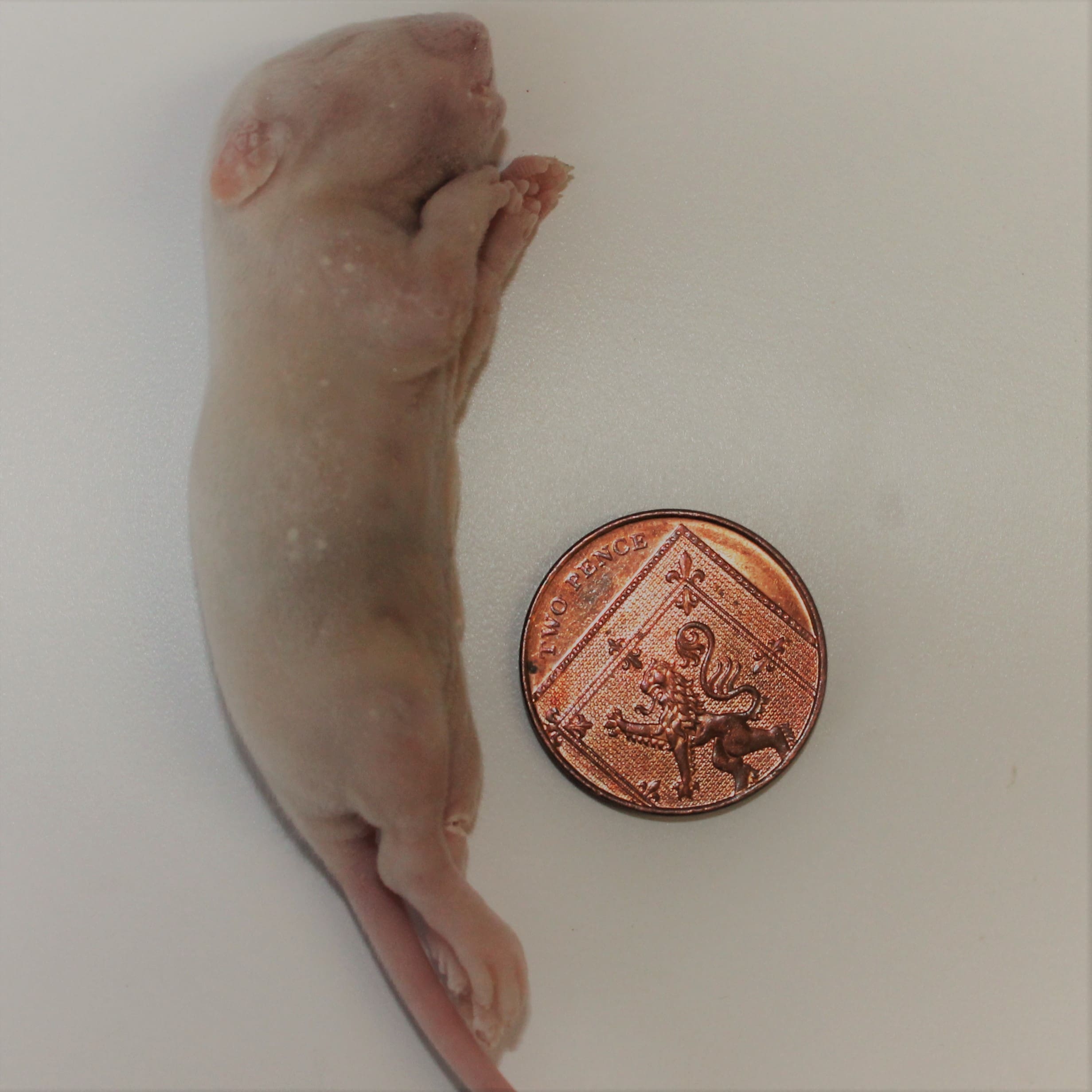 PLT Frozen Rats - Fuzzies 12g+ - Pack of 10 - Image 2