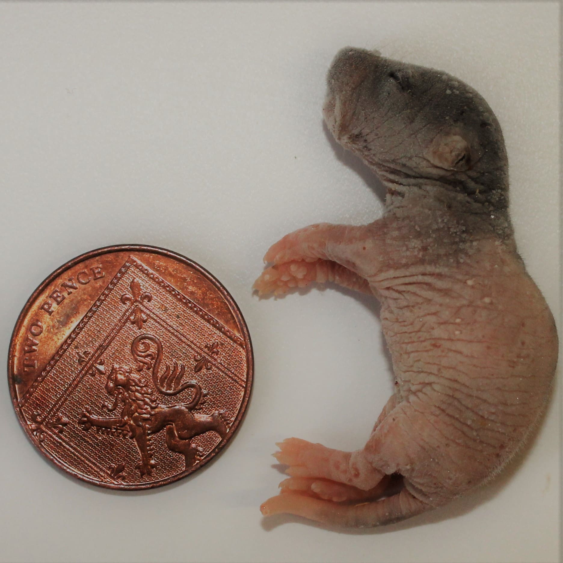 PLT Frozen Rats - Pups 4g+ Pack of 10 - Image 2