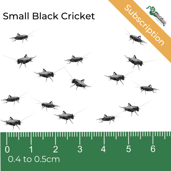 Small Black Crickets Subscription 4-5mm