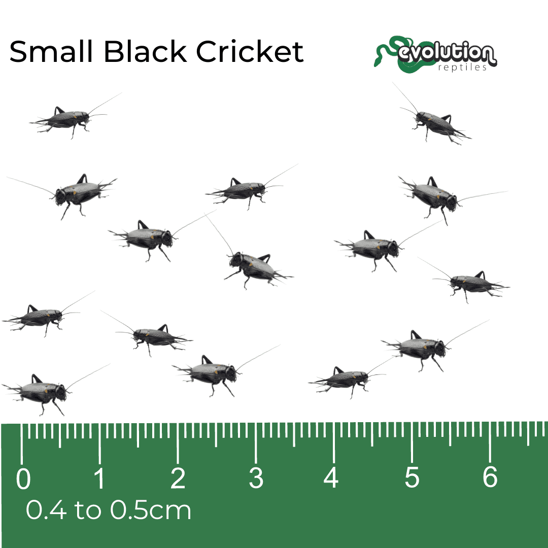 Black Crickets (Gryllus bimaculatus) are a robust, nutritious livefood, widely used by reptile and amphibian keepers.