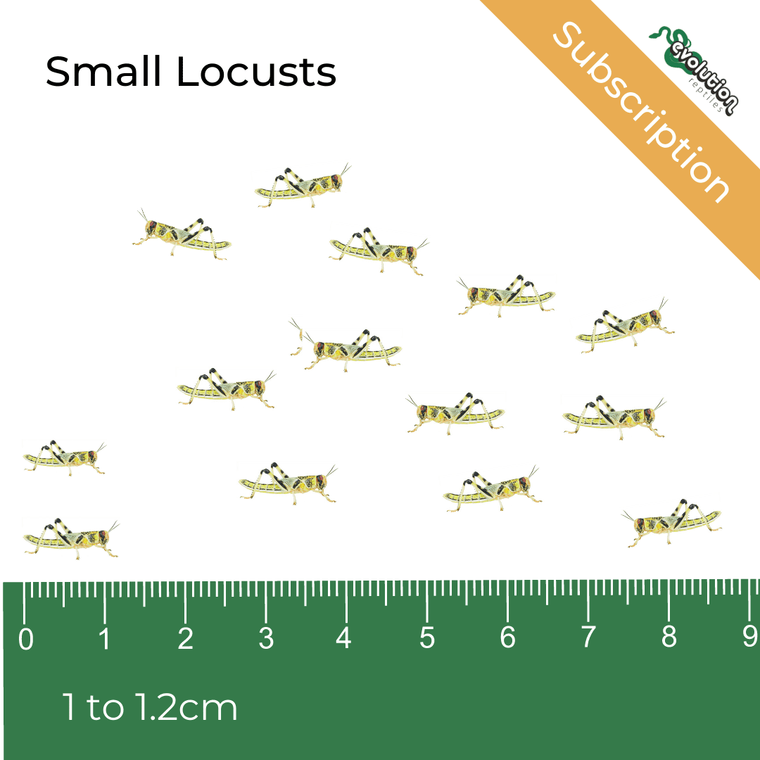 Locust Subscription - Small 10-12mm