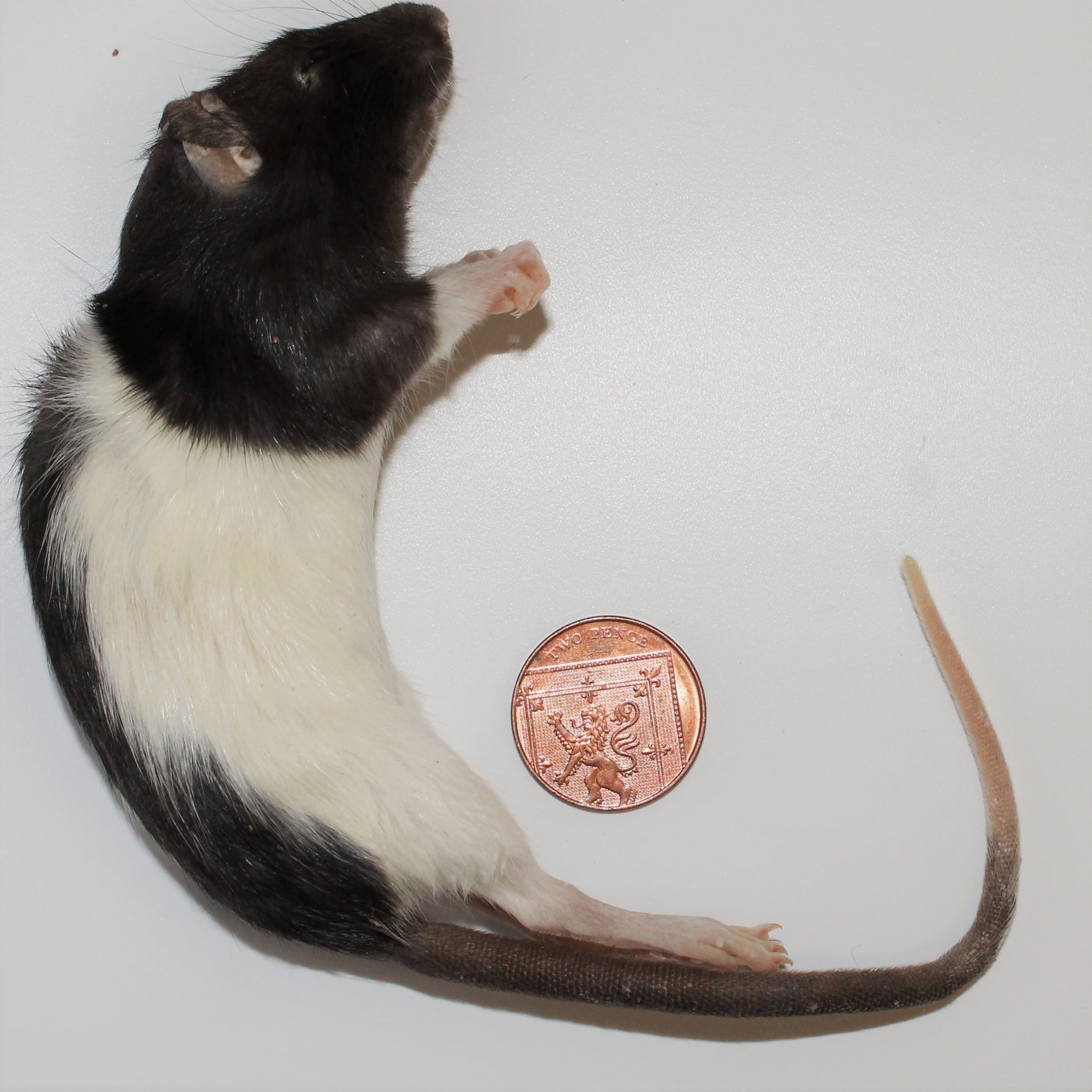 PLT Frozen Rats - Small 100g+ - Pack of 5 - Image 2