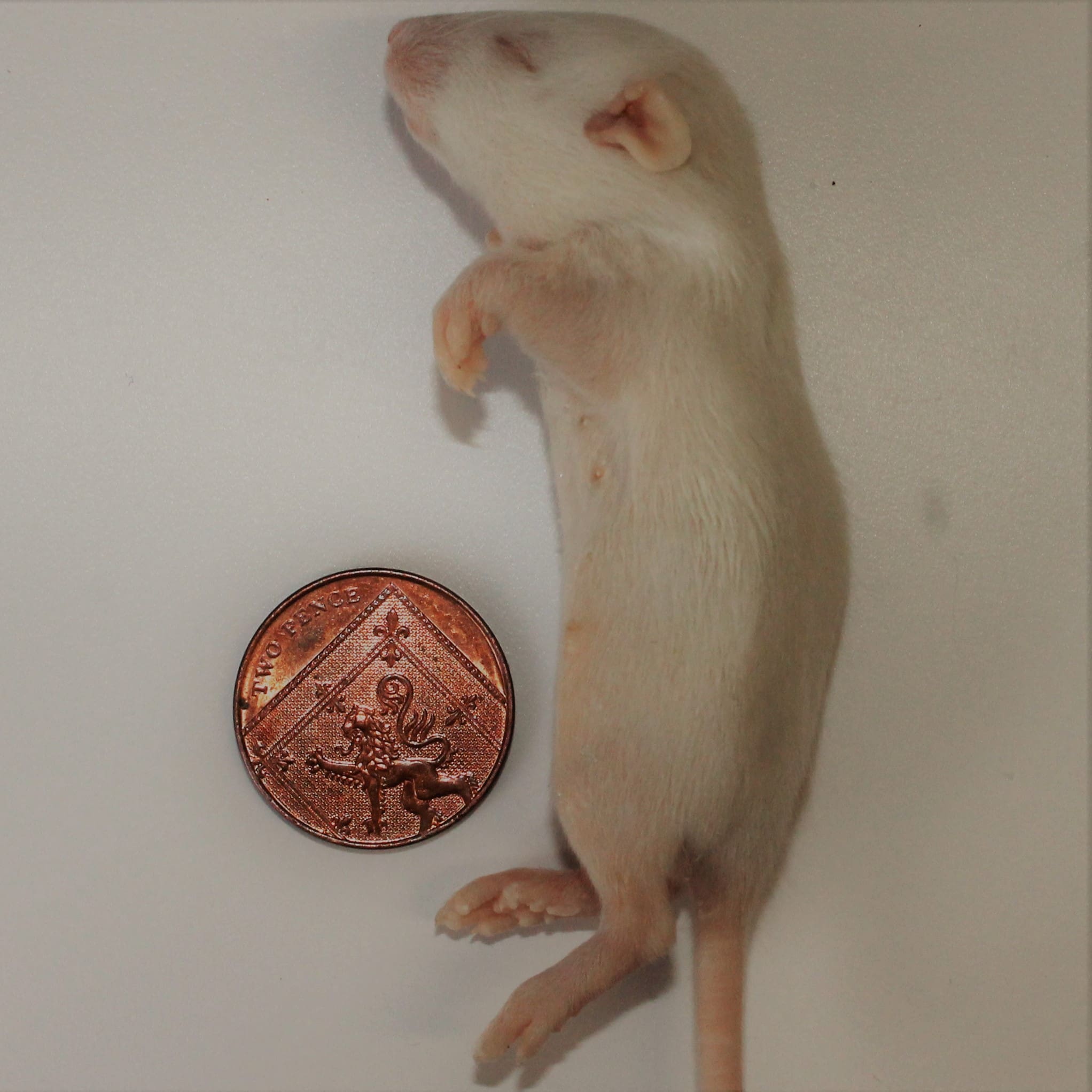 Small Rat Weaner
