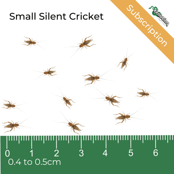 Small Silent Crickets Subscription 4-5mm