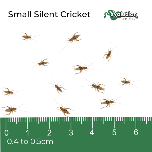 Small Silent Crickets 4-5mm