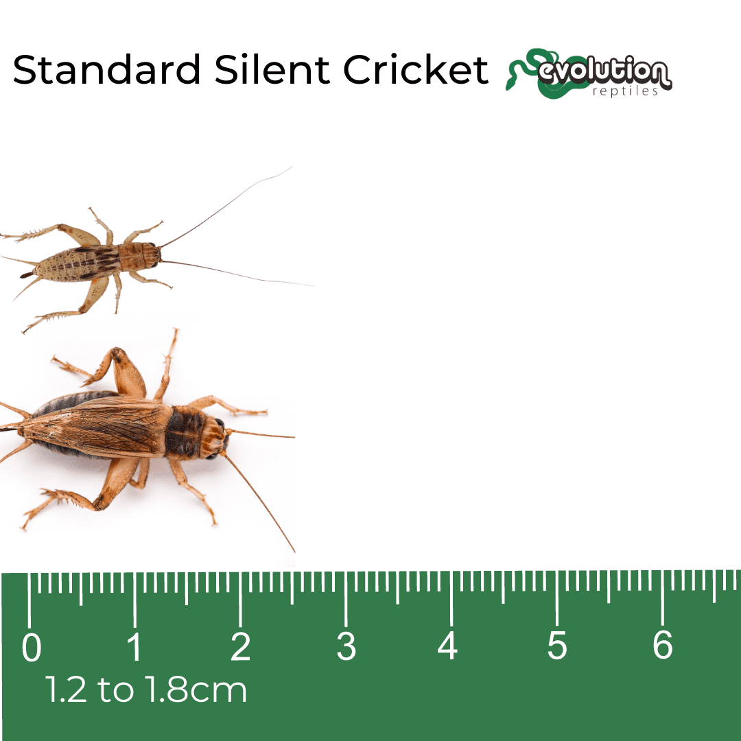 Standard Silent Crickets 12-18mm