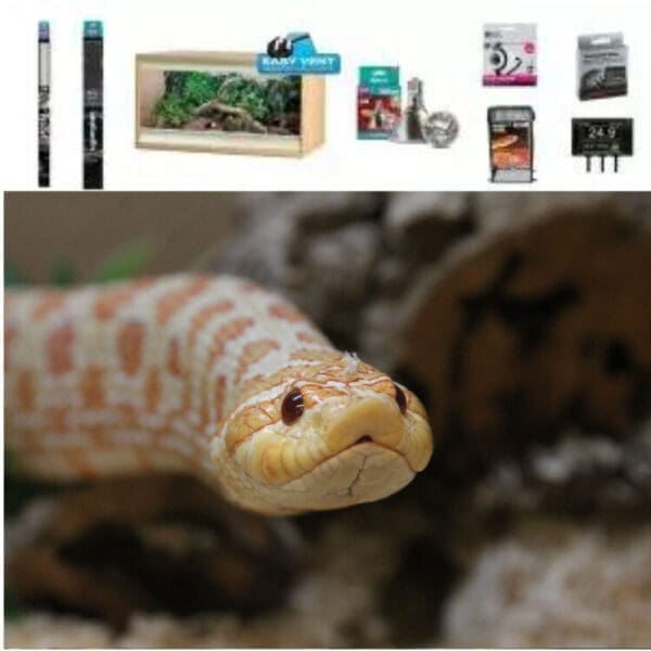 Hognose Snake Vivarium Set Up - Medium