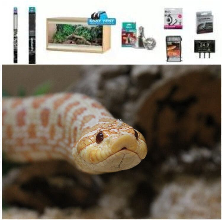 Hognose Snake Vivarium Set Up - Medium