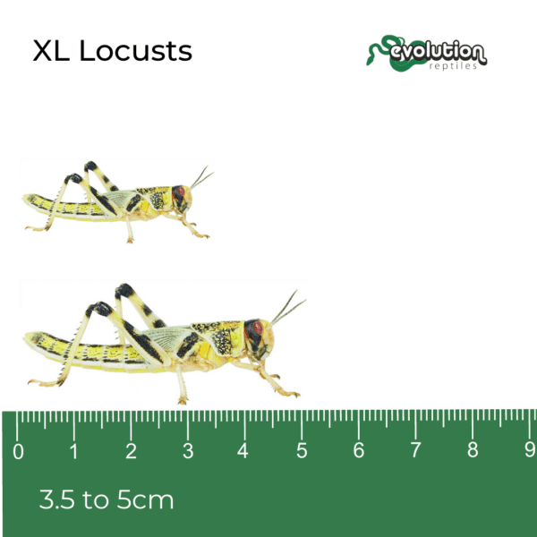 XL Locust 35-50mm