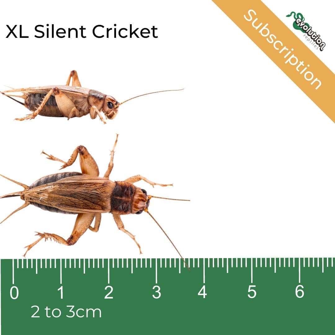 XL Silent Crickets Subscription - 20-30mm