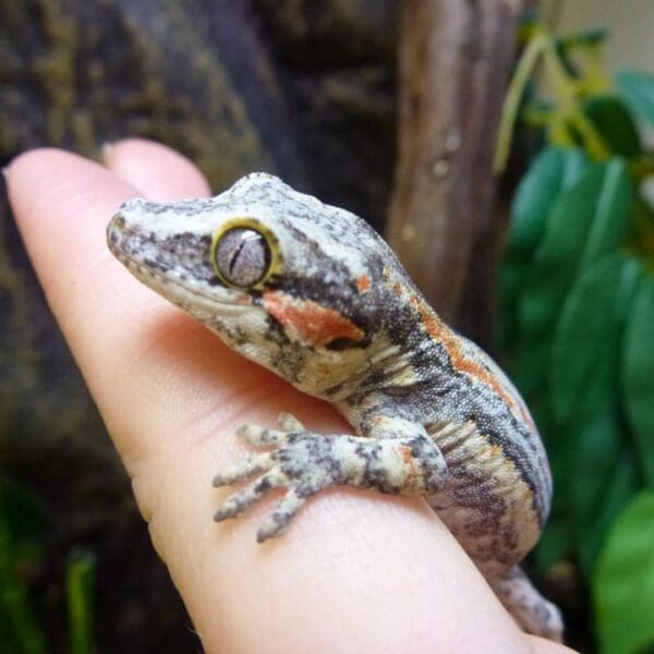 Gargoyle Gecko Terrarium Set-Up