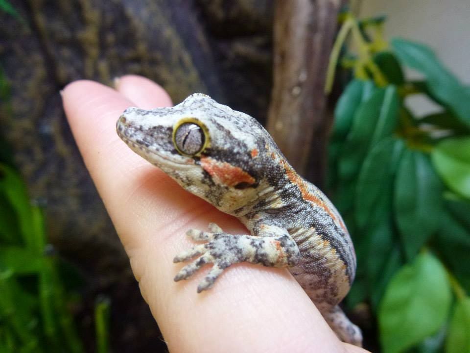 Gargoyle Gecko Terrarium Set-Up